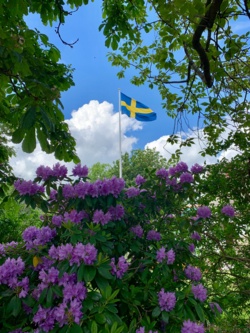 Svenska flaggan sedd genom blommigt buskage.